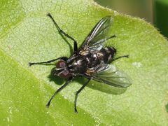 Rhinomorinia sarcophagina