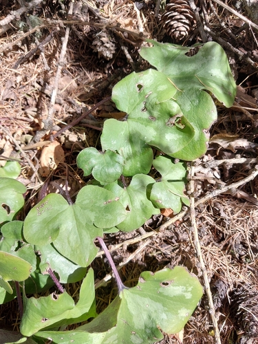 Liverleaf