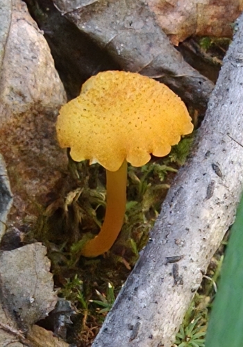 Hygrocybe cantharellus observed 2026-09-19