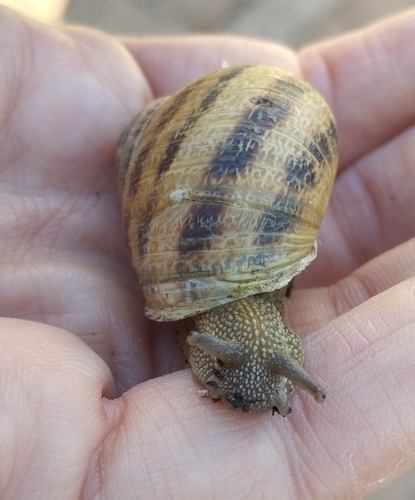 Garden Snail
