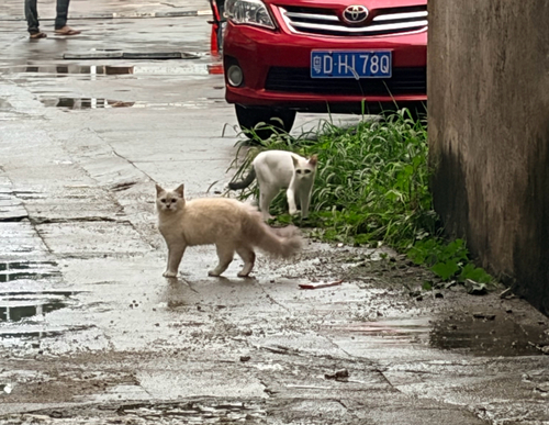 Domestic Cat