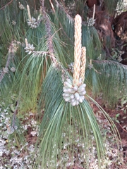 Pinus patula