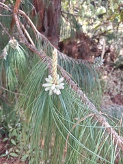 author not stated, no rights reserved Pinus patula, photograph author not stated, no rights reserved