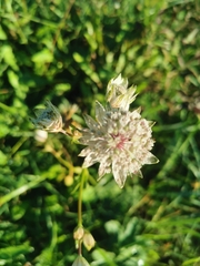 Astrantia major