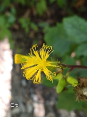 Gynura japonica