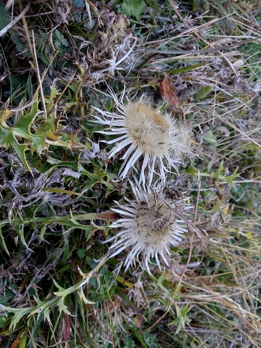 Silver Thistle