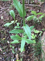 Angiospermae