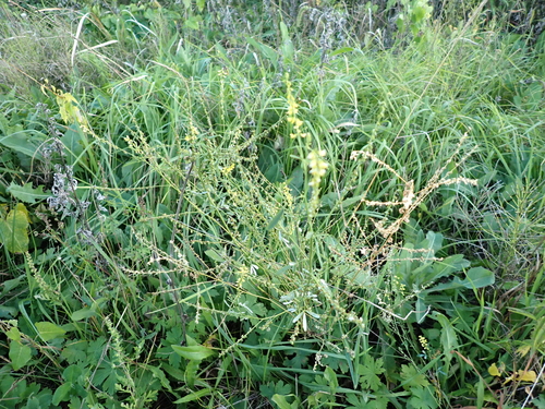 Melilotus suaveolens observed 2026-09-15
