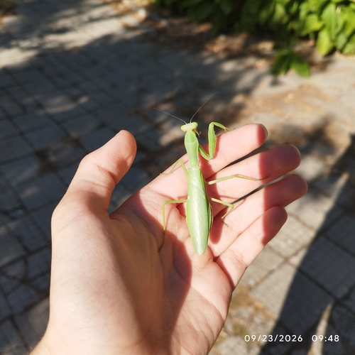 Transcaucasian Giant Mantis