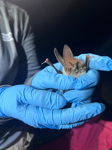 Corynorhinus rafinesquii observed 2026-09-22