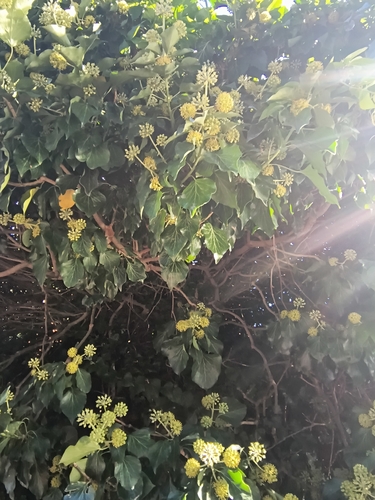 common ivy