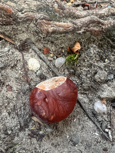 horse-chestnut