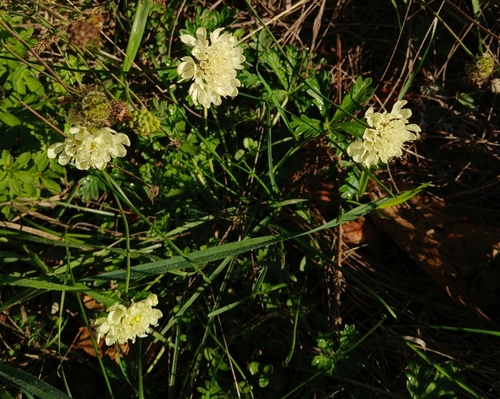 Cream Scabious