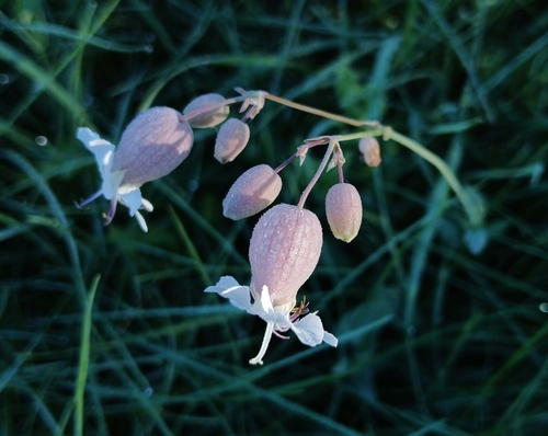 bladder campion