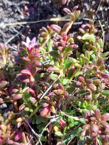 alpine azalea