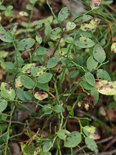 common bilberry