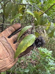 Diospyros sandwicensis