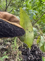 Diospyros sandwicensis, photograph (c) Brynn Fricke, some rights reserved (CC BY)