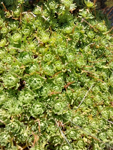 Musky Saxifrage