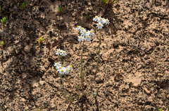 Rhodanthe corymbiflora