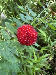 Rubus rosifolius, photograph (c) Brynn Fricke, some rights reserved (CC BY)