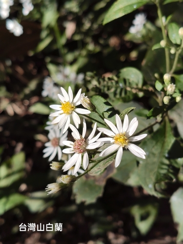 Aster ageratoides