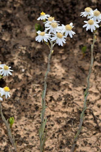 Image of Rhodanthe corymbiflora by (c) Chris Lindorff, some rights reserved (CC BY)