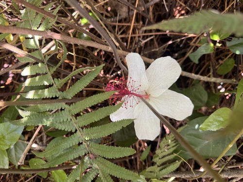 Hibiscus arnottianus observed 2026-09-21