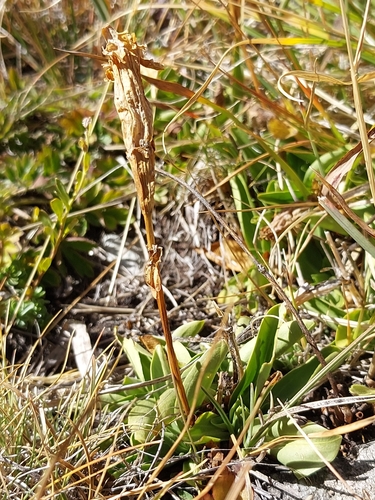 trumpet gentian
