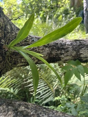 Polystachya concreta