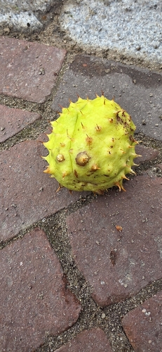 horse-chestnut