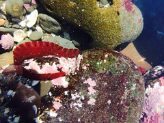 Apodichthys flavidus