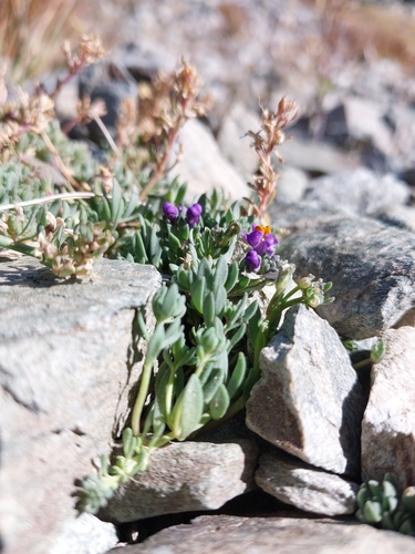 Alpine Toadflax