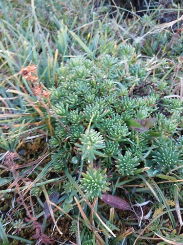 Yellow Saxifrage