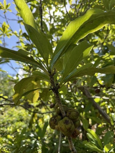 Pittosporum glabrum, photograph 2