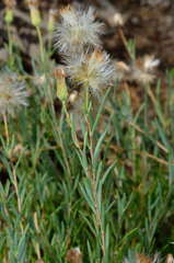 Minuria cunninghamii
