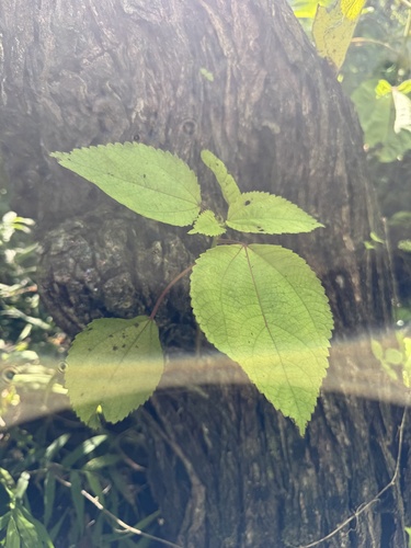 Pipturus albidus, 2026-09-21
