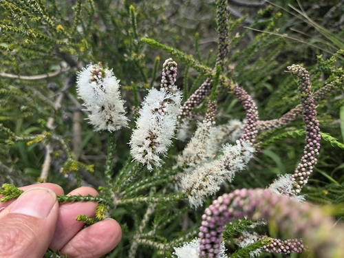 Chenille Honeymyrtle