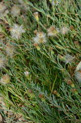 Minuria cunninghamii