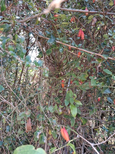Halleria ligustrifolia (Halleria ligustrifolia)