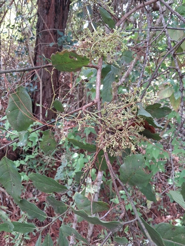 Maesa lanceolata