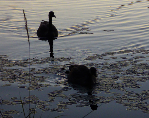 Canada Goose