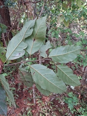 Maesa lanceolata, photograph author not stated, no rights reserved