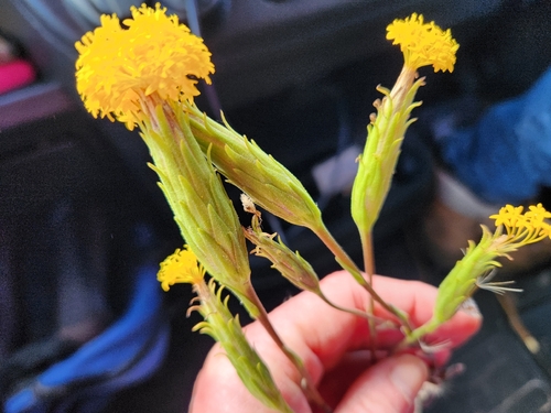 Golden long-heads