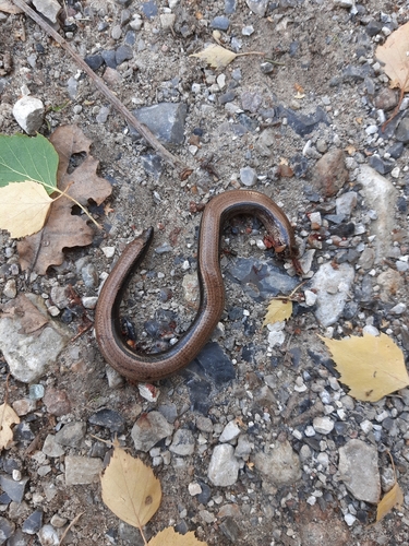 Common Slowworm