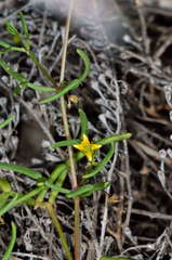 Roepera angustifolia