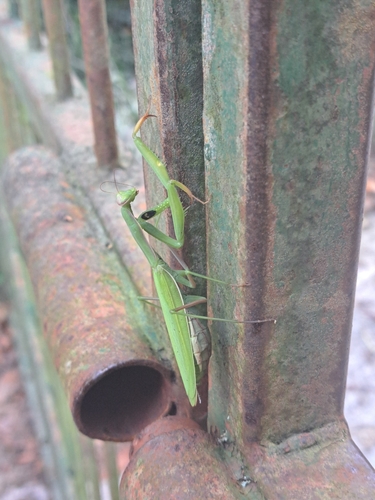 European Mantis