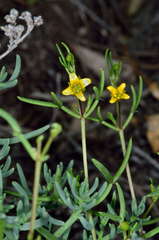 Roepera angustifolia