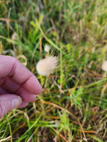 Hare's Tail Grass