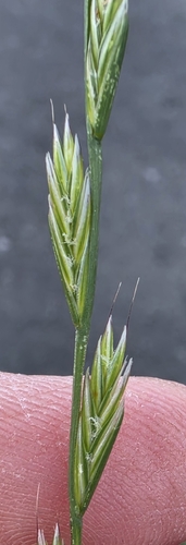 Hybrid Ryegrass